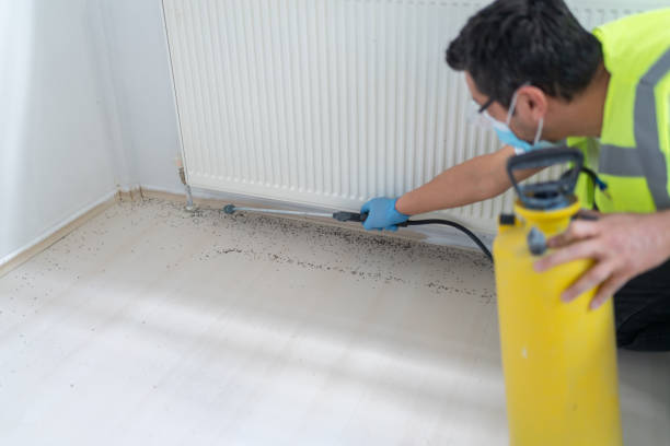Wasp Removal Services in Loris, SC